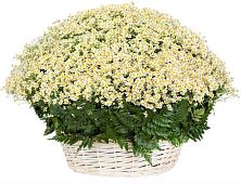 Цветочная композиция из Ромашки в корзине #REPLACE_PRED# Янауле