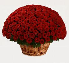 Премиум букет из: Розы в Янауле